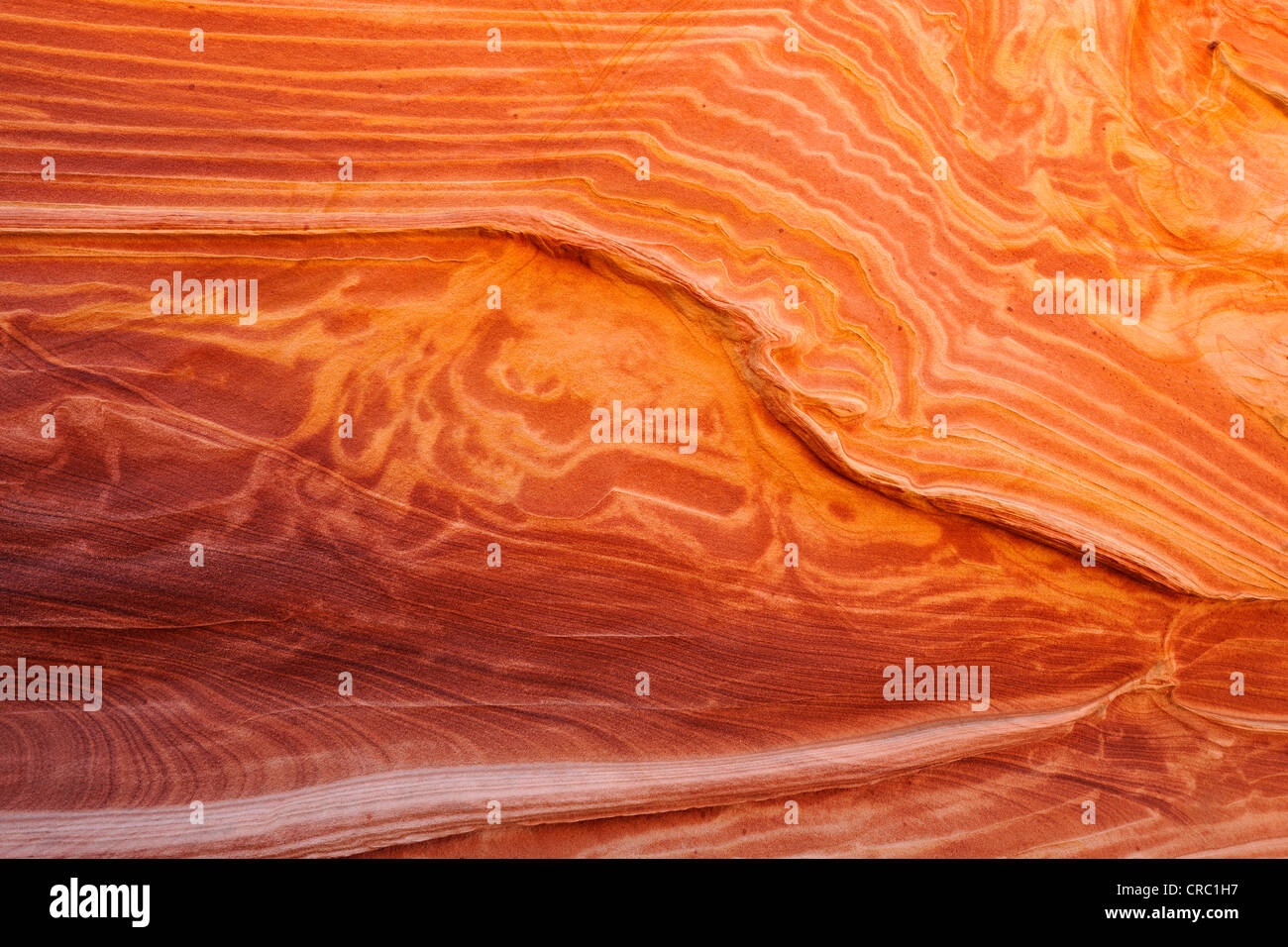 Detail der typischen Liesegang Bands, Liesegangen Ringe oder Liesegang-Ringe, The Wave, gebändert erodierten Navajo Sandsteinfelsen, Norden Stockfoto