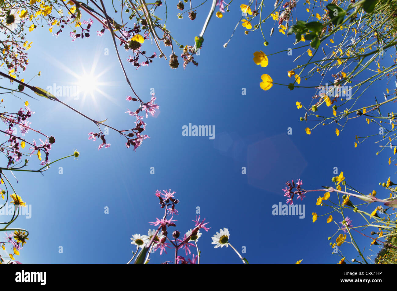 Wiese Blumen, Taubenberges Berg, Upper Bavaria, Bayern, Deutschland, Europa Stockfoto