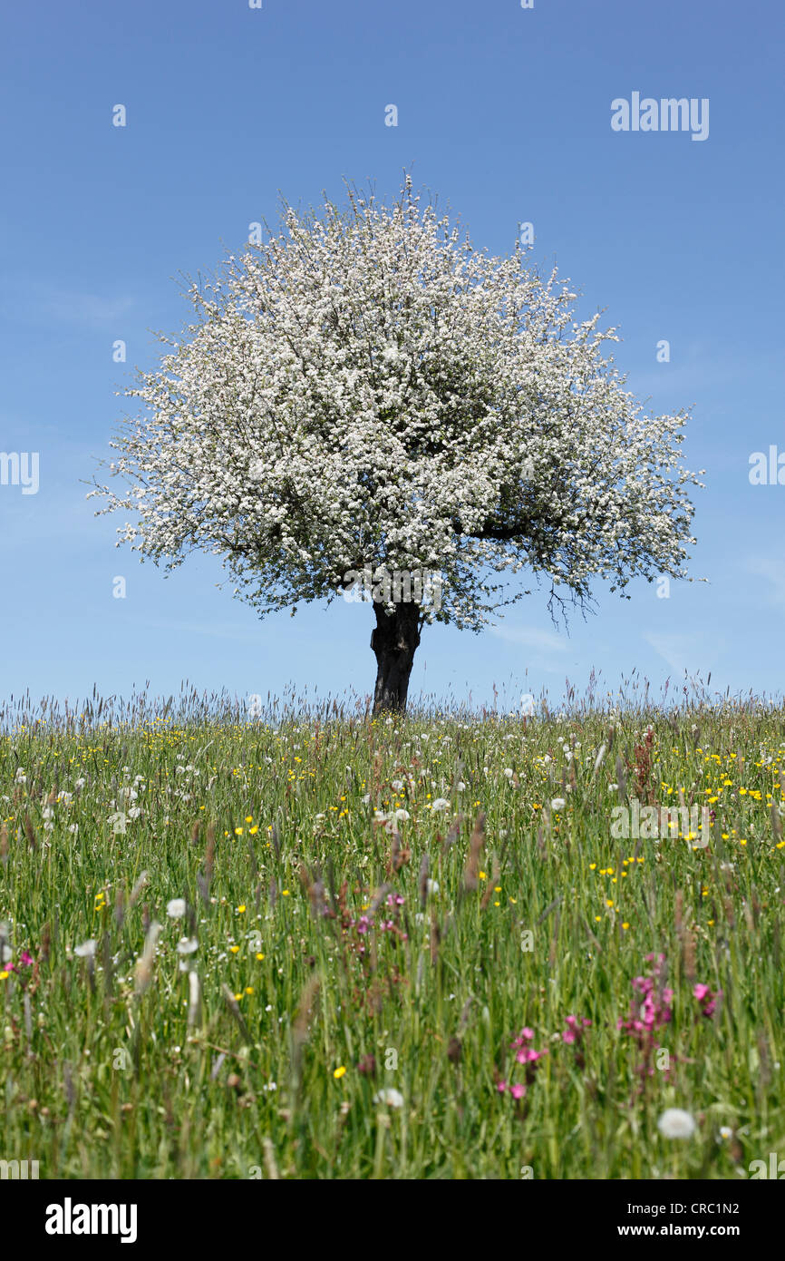Blühender Apfelbaum (Malus) auf Wiese, Oberstaufen, Allgäu, Schwaben, Bayern, Deutschland, Europa Stockfoto