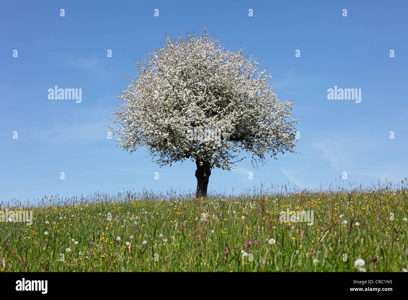 Blühender Apfelbaum (Malus) auf Wiese, Oberstaufen, Allgäu, Schwaben, Bayern, Deutschland, Europa Stockfoto