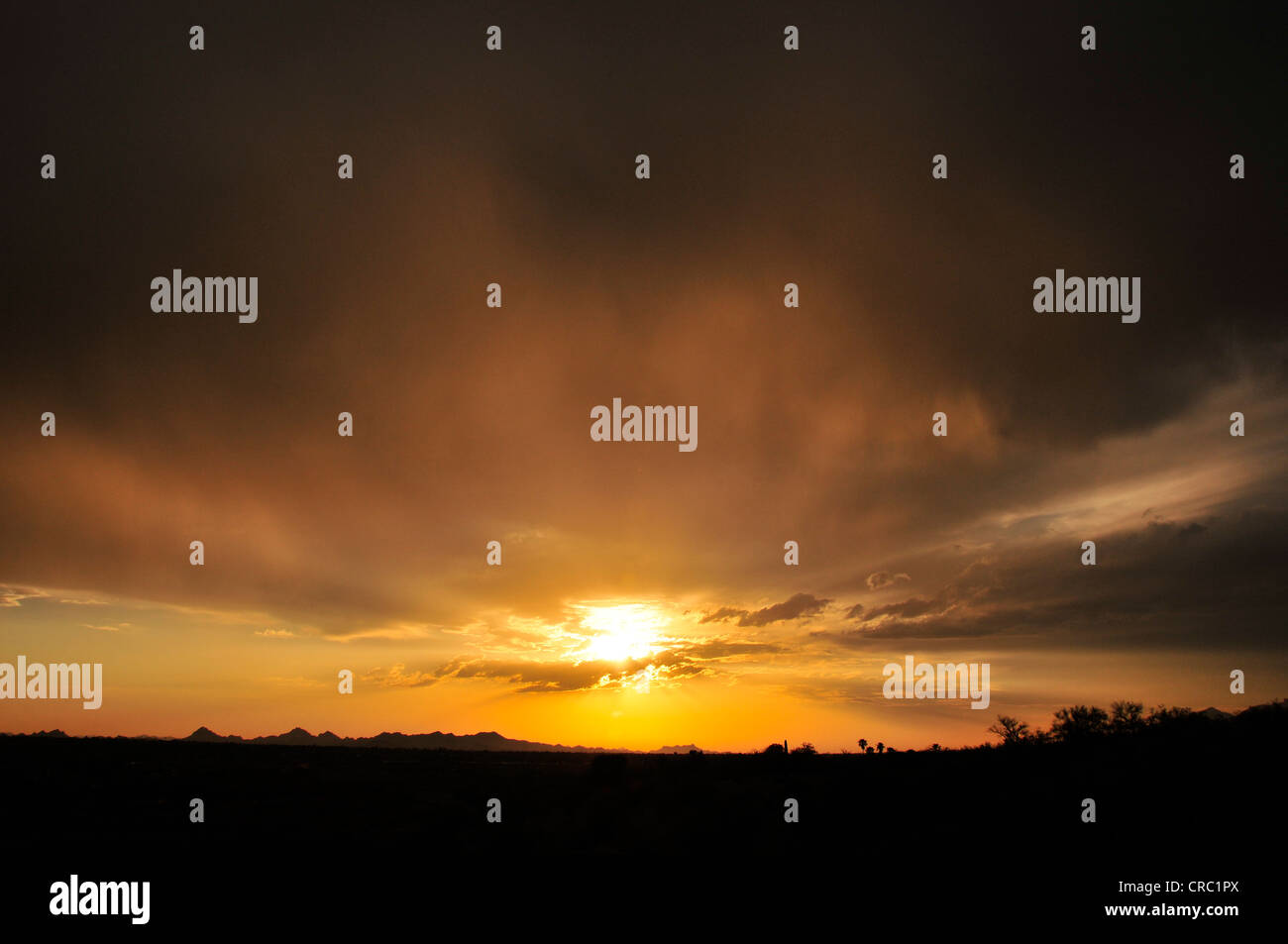 Ein Sonnenuntergang färbt den Himmel am ersten Tag der Monsun-Saison in der Sonora-Wüste, Tucson, Arizona, USA. Stockfoto