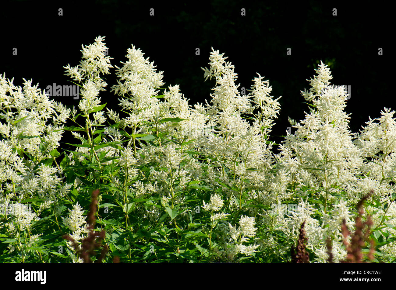 cm Riss-Daumen Stockfoto