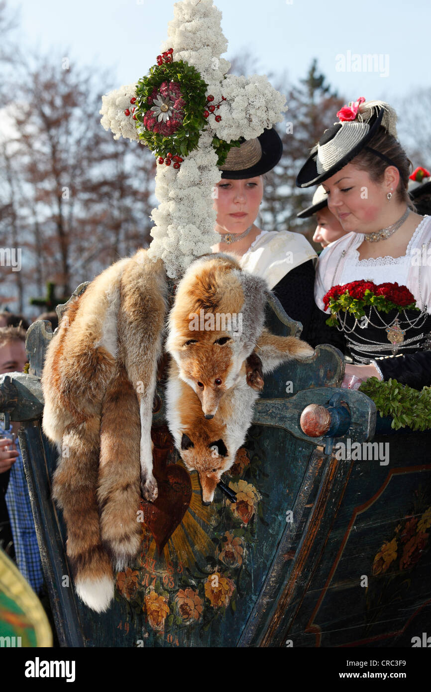 Frauen tragen Tracht, Fuchs Pelz, Leonhardi Prozession, Bad Tölz, Isarwinkel, Bayern, Oberbayern Stockfoto