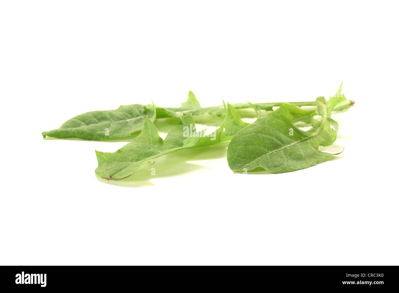 frische grüne Löwenzahn auf einem hellen Hintergrund Stockfoto