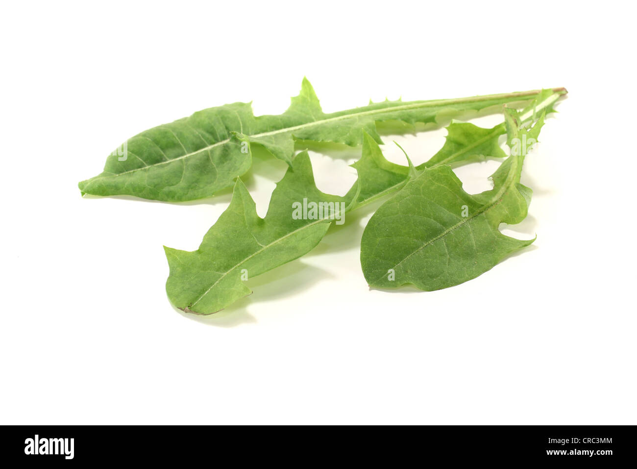 drei Blätter von frischen grünen Löwenzahn auf einem hellen Hintergrund Stockfoto