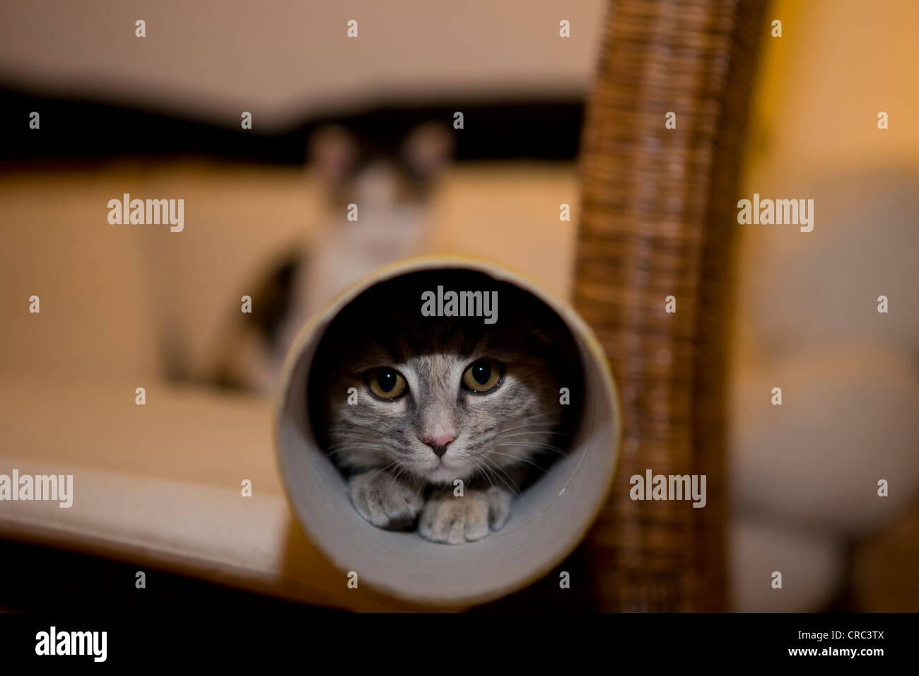 Eine Katze hat in einer Posterrolle auf einem Stuhl liegend kroch. Stockfoto