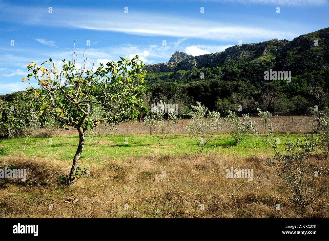 Landwirtschaft im Tal La Vall d ' en Marc außerhalb Pollenca, Serra de Tramuntana, Mallorca, Pollensa, Mallorca Stockfoto