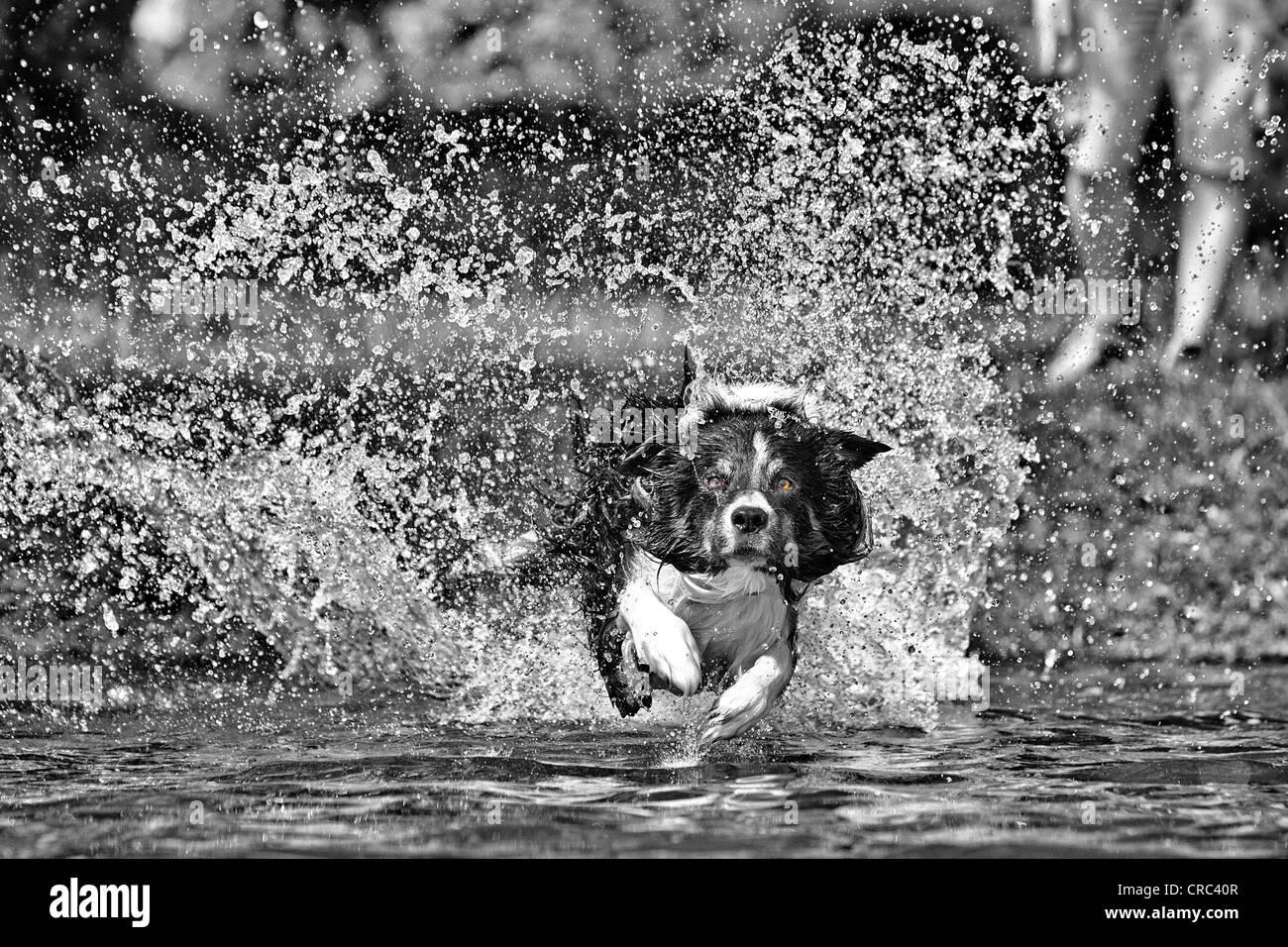 Border-Collie laufen im Wasser, schwarz und weiß, colorised Augen Stockfoto