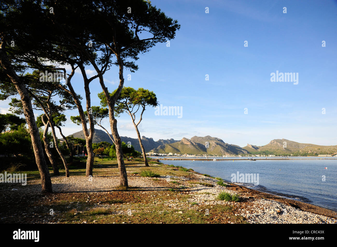 Nadelbäume in der Bucht von Puerto de Pollensa, Port de Pollenca, Mallorca, Mallorca, Balearen, Mittelmeer, Spanien Stockfoto