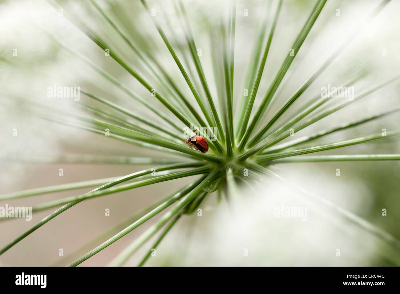 Marienkäfer (Coccinella SP.), auf Blume reg Schafgarbe (Achillea Millefolium), Deutschland, Europa Stockfoto