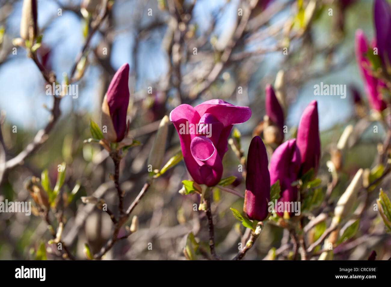 'Susan' Lily Magnolia, Rosenmagnolia (Magnolia liliiflora) Stockfoto