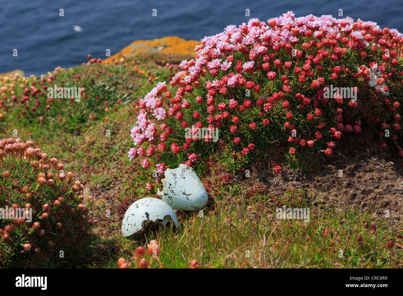 Vordatierte Ei von Guillemot (Uria Aalge) auf Seacliff Nistplatz mit Klumpen von Sparsamkeit oder Sea Pink (Armeria Maritima) Blumen Orkney Islands-Schottland-Großbritannien Stockfoto