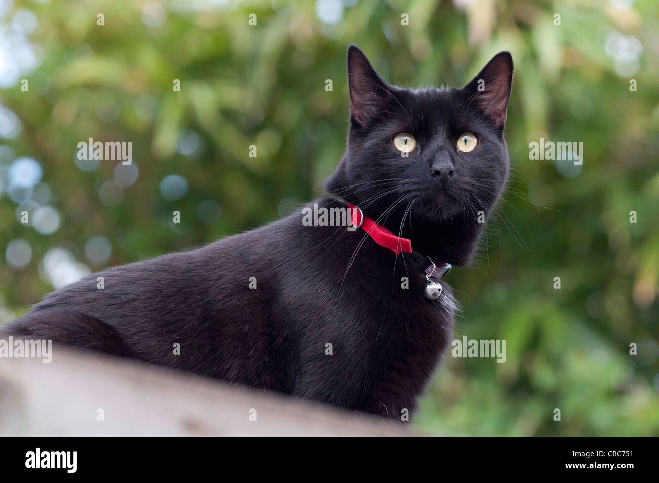 Schwarze Katze Stockfoto