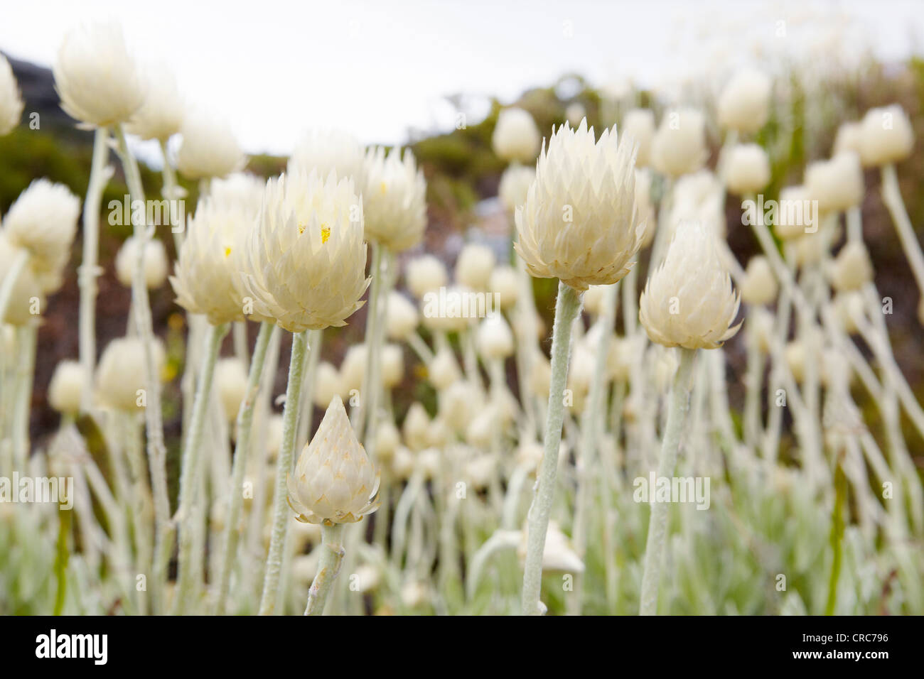 Nahaufnahme von Spike Blumen Stockfoto