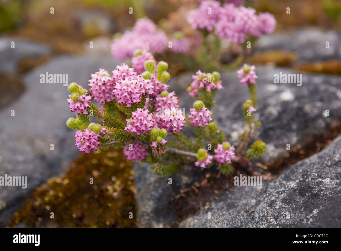 Nahaufnahme von Blumen wachsen in den Felsen Stockfoto