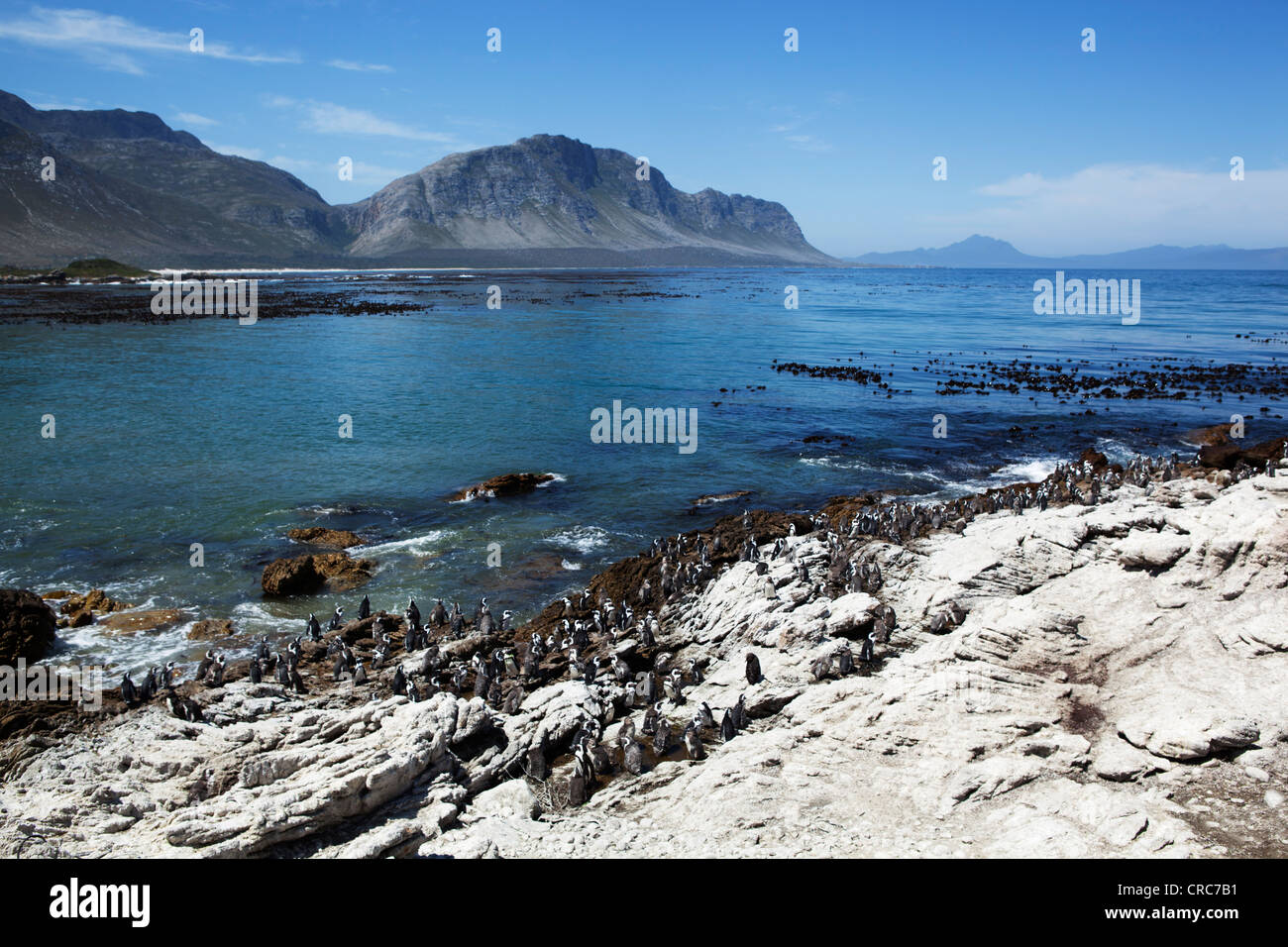 Pinguine auf Küstenklippen Schlafplatz Stockfoto