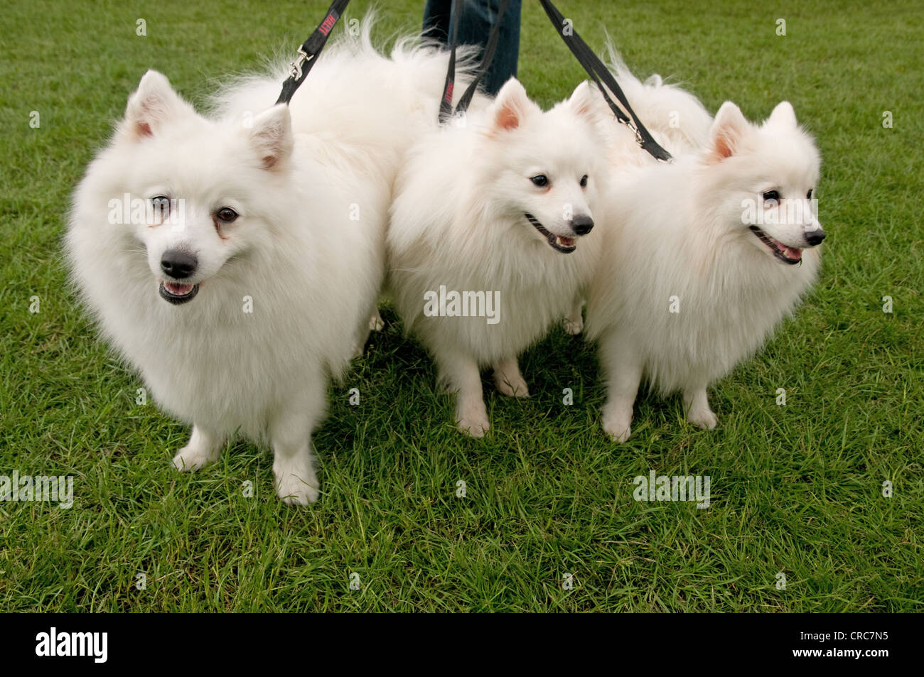 Drei ziemlich alert weiße Hunde auf führt mit grünem Rasen und schwarze Nasen Stockfoto