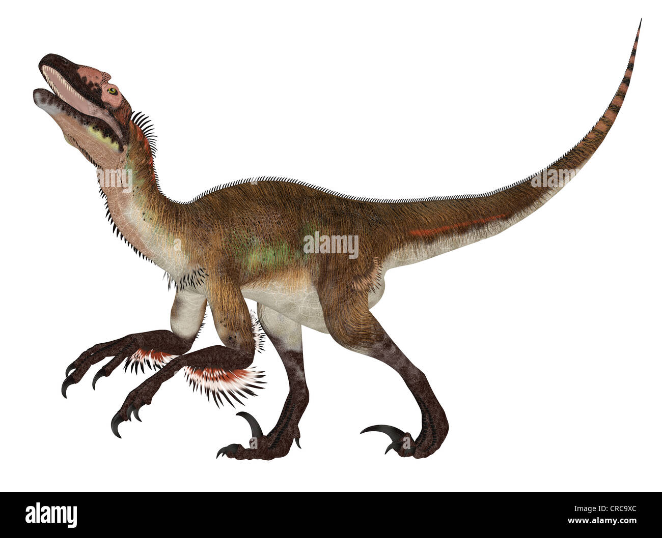 Beispiel für eine Utahraptor (Dinosaurier-Arten) isoliert auf weißem Hintergrund Stockfoto