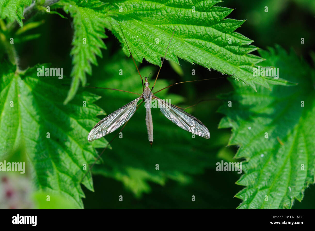 Ein Kran-Fly oder Daddy-Long-Legs auf Brennnesselblätter UK Stockfoto
