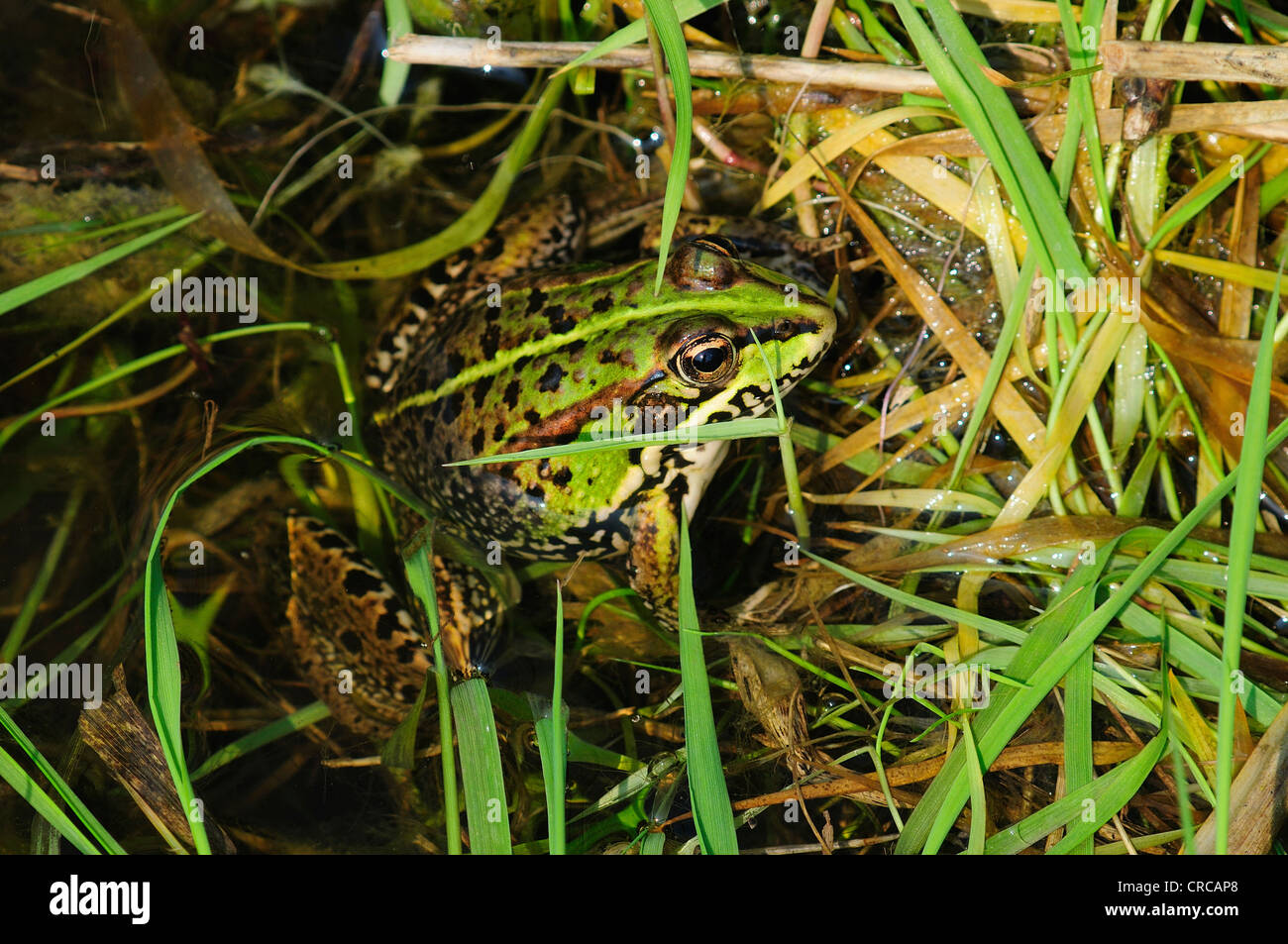 Ein Seefrosch in nassen Gräser UK Stockfoto