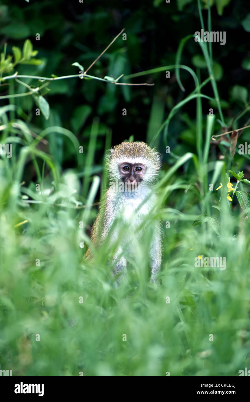 Porträt eines Affen im Mzima Springs National Park. Kenia, Ostafrika. Stockfoto