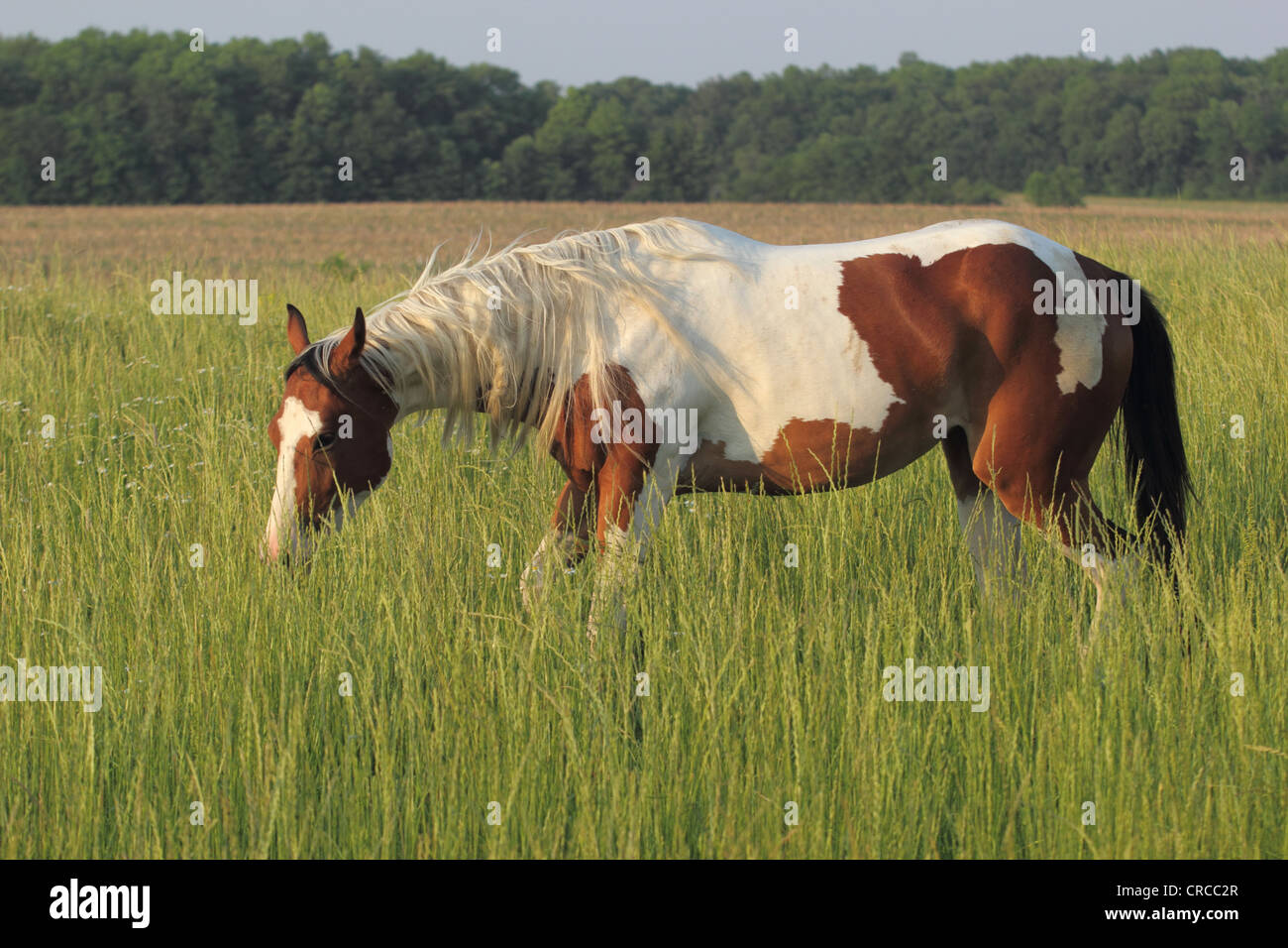 Bay Tobiano-Farben-Pferd in einem Feld lange Gras Stockfoto