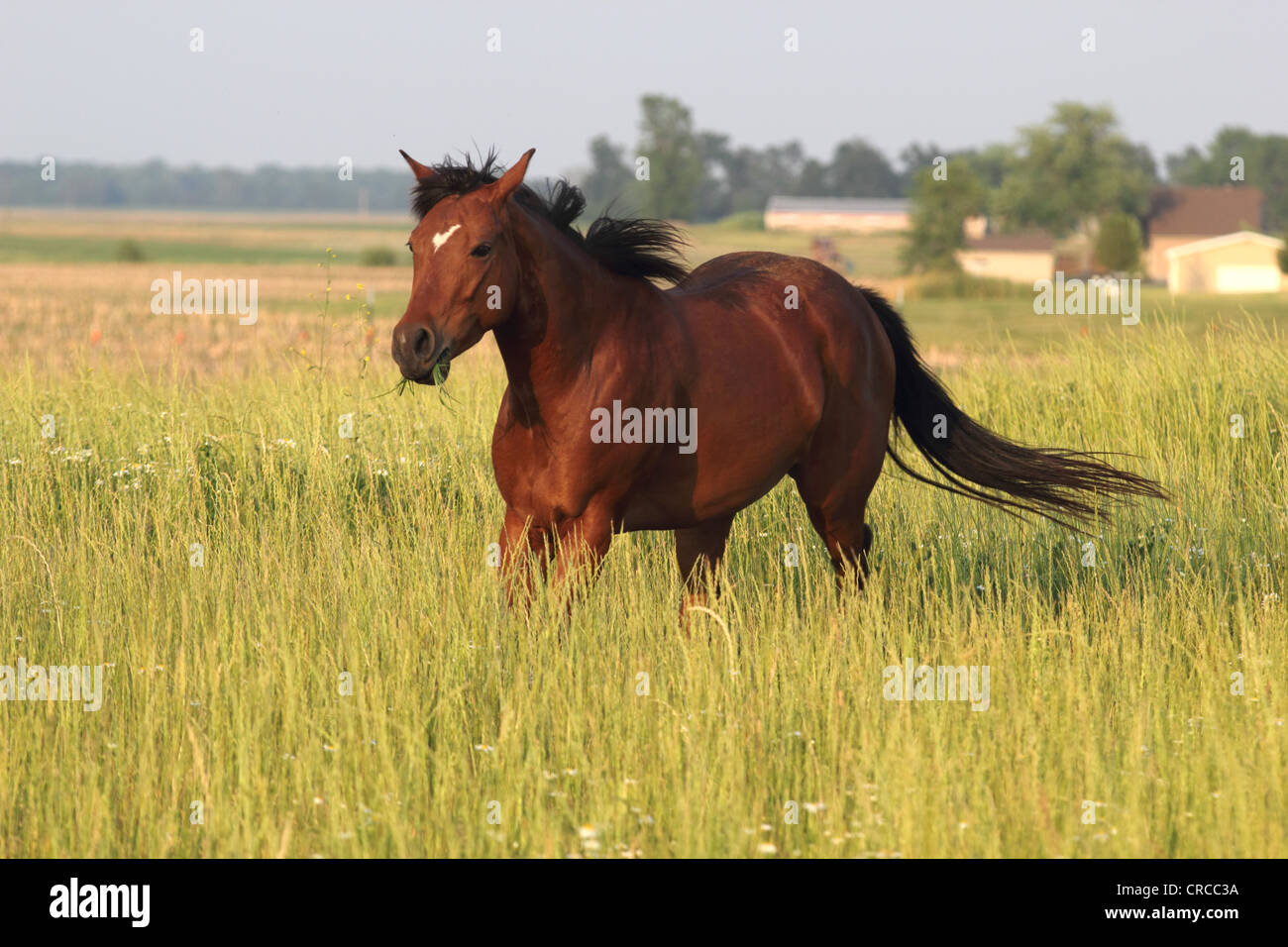 Bucht Viertelpferd Essen und Trab im Feld lange Gras Stockfoto