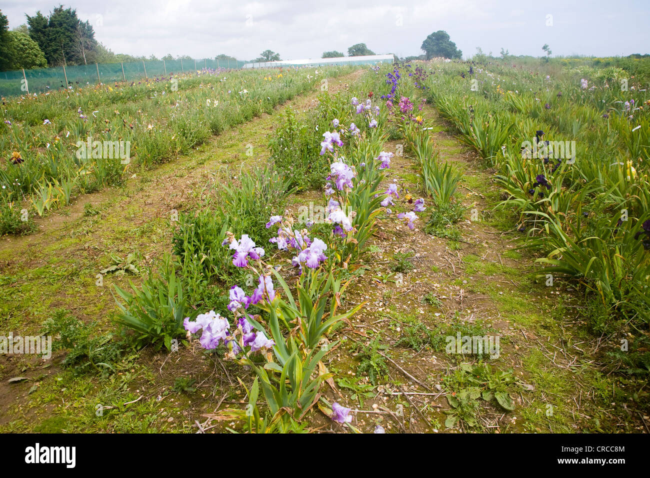 Bereich der angebauten Sorten der Iris-Pflanze in Woottens Garten Baumschule, Wenhaston, Suffolk, England Stockfoto