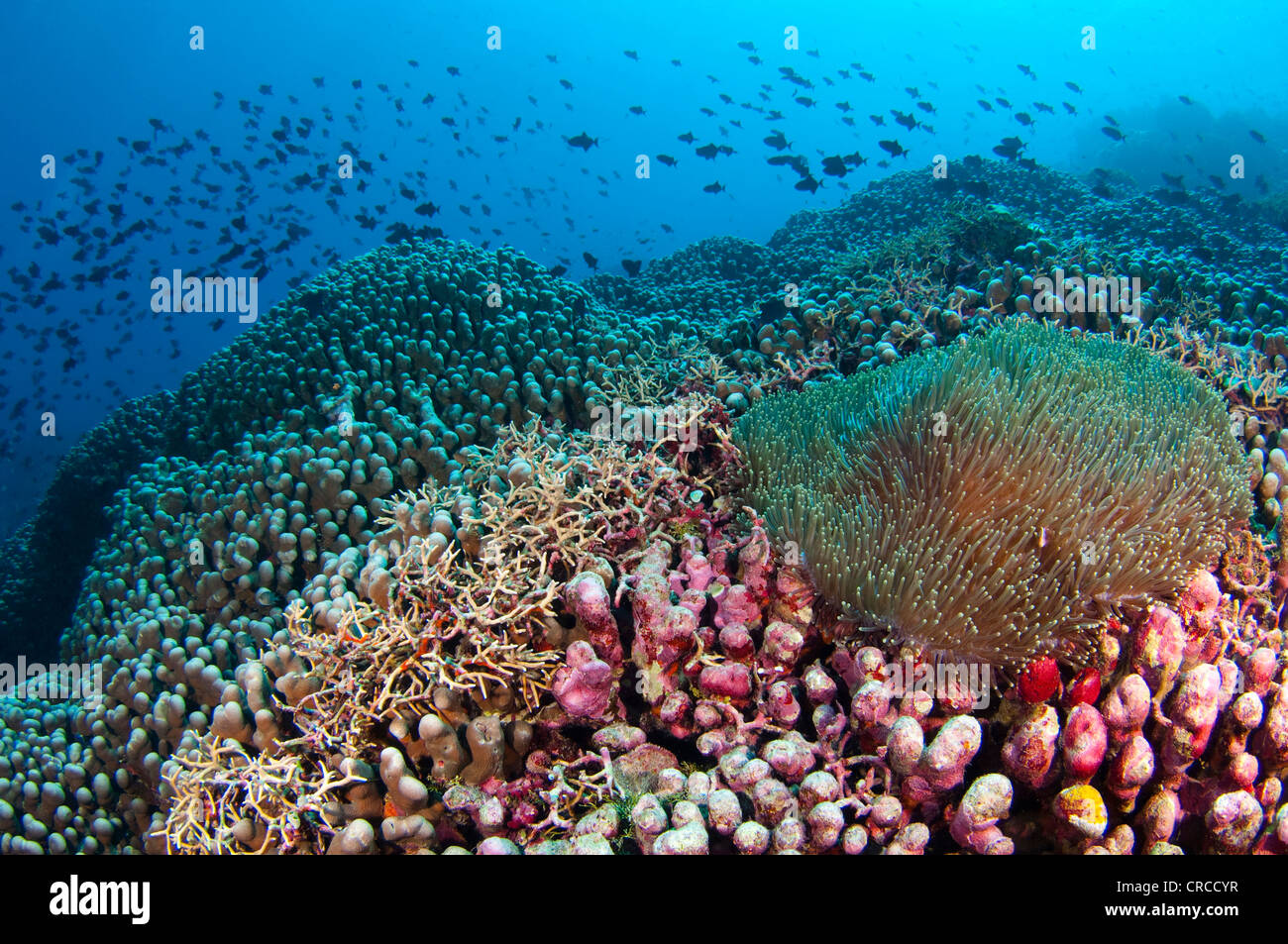 Anemone mit Fische am Korallenriff, Wakatobi, Sulawesi Tenggara, Indonesien. Stockfoto