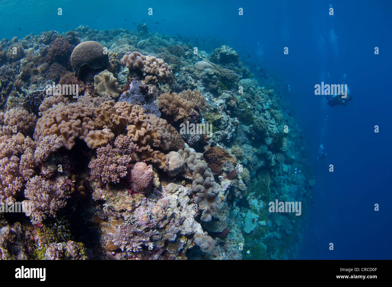 Taucher über Coral Reef, Wakatobi, Sulawesi Tenggara, Indonesien. Stockfoto