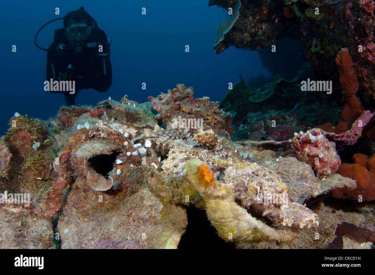 Taucher mit Crocodile Flathead, Cymbacephalus Beauforti, Wakatobi, Sulawesi Tenggara, Indonesien. Stockfoto