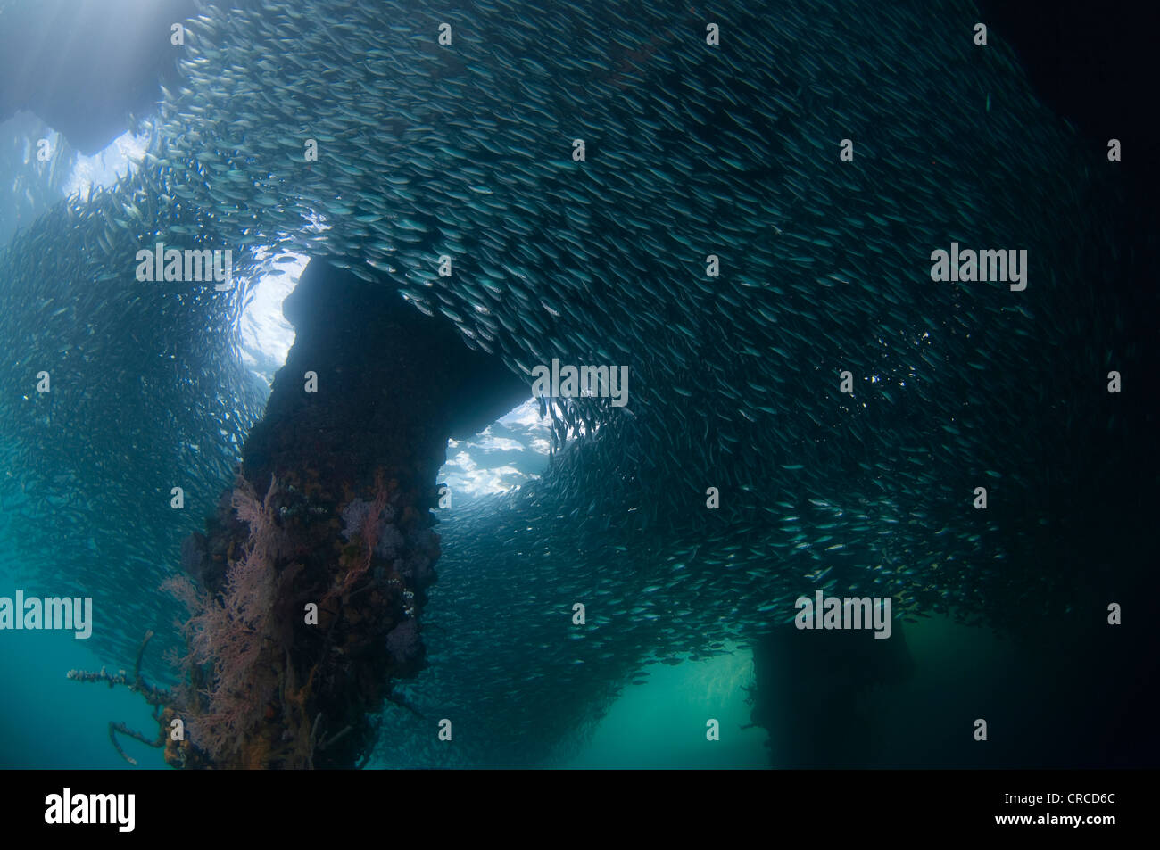 Schulen von Ährenfischartige, Atherinomorus sp, unter Beine Steg, Wakatobi, Sulawesi Tenggara, Indonesien. Stockfoto