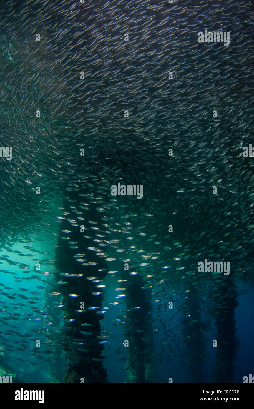 Schulen von Ährenfischartige, Atherinomorus sp, unter Beine Steg, Wakatobi, Sulawesi Tenggara, Indonesien. Stockfoto