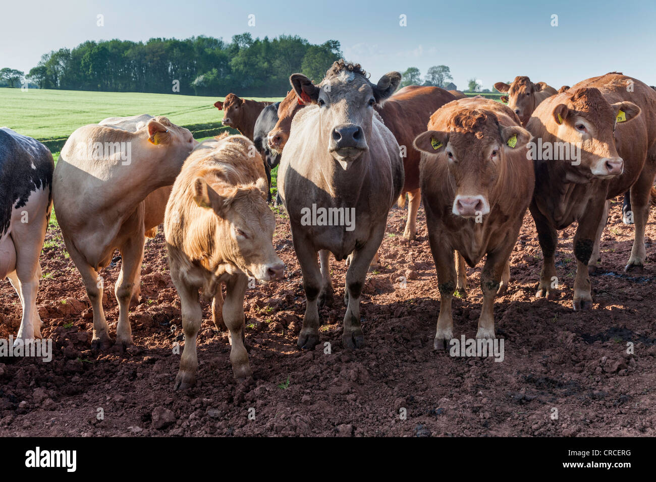 Linie der Kühe mit Kälbern im Feld in Gloucestershire, England UK Stockfoto