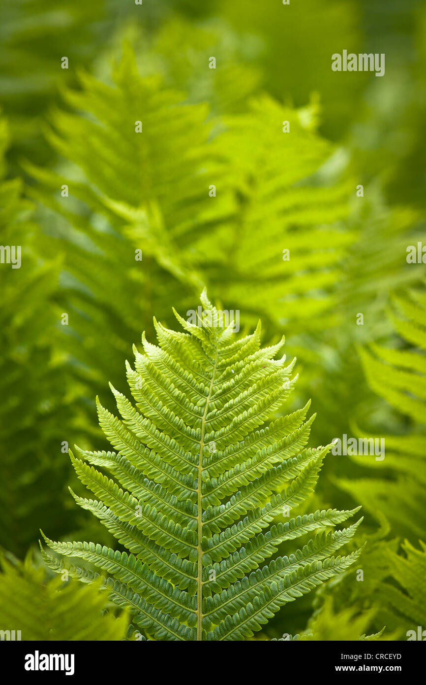 Farn Blätter oder Wedel in eine Lichtung von Farnen. Stockfoto
