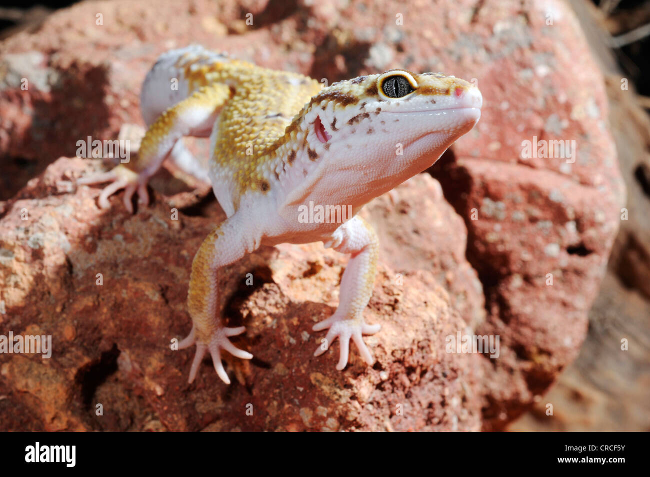Leopardgecko (Eublepharis Macularius), ungewöhnliche farbige individuelle Stockfoto