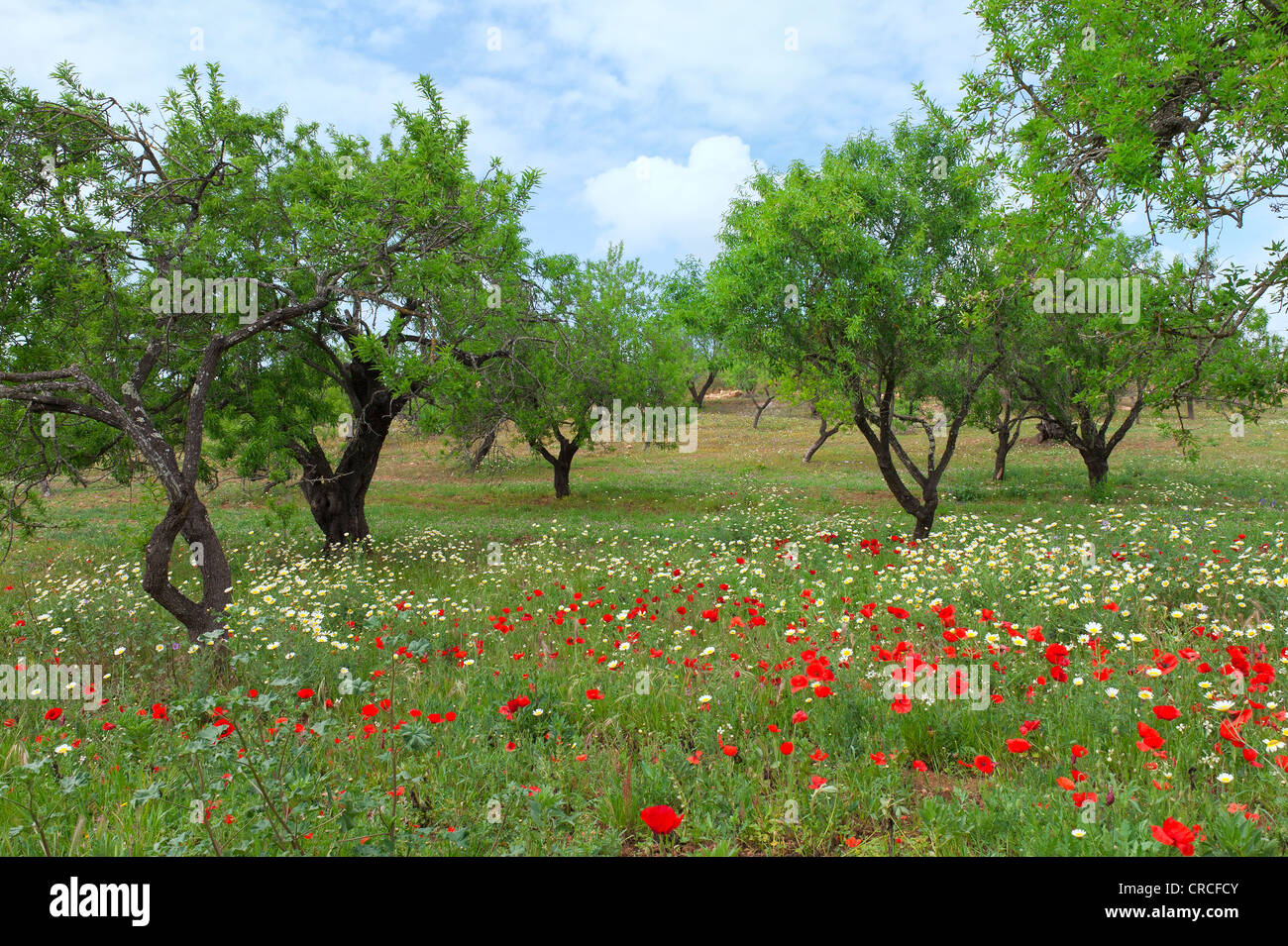 Poppy Field und Mandeln Bäume, Portimao, Algarve, Portugal Stockfoto