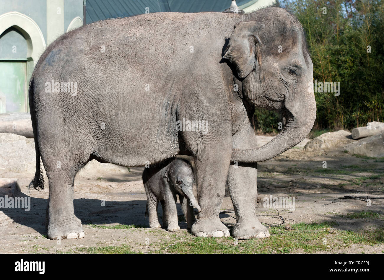 Asiatischer Elefant (Elephas Maximus), weibliches Baby Elefant, 11 Tage, während der erste Ausflug in die outdoor-Gehäuse mit seiner Stockfoto