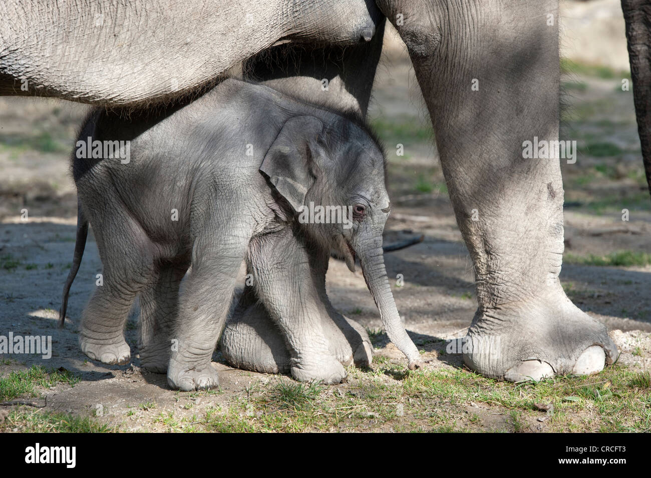 Asiatischer Elefant (Elephas Maximus), weibliches Baby Elefant, 11 Tage, während der erste Ausflug in die outdoor-Gehäuse mit seiner Stockfoto