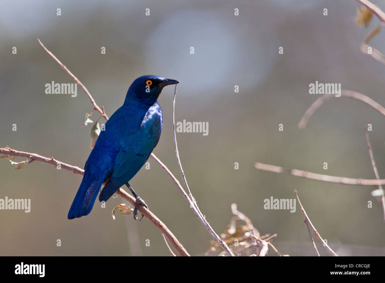 Kap glossy Starling (lamprotornis nitens), tshukudu Game Lodge, Hoedspruit, Krüger Nationalpark, Limpopo Provinz Stockfoto