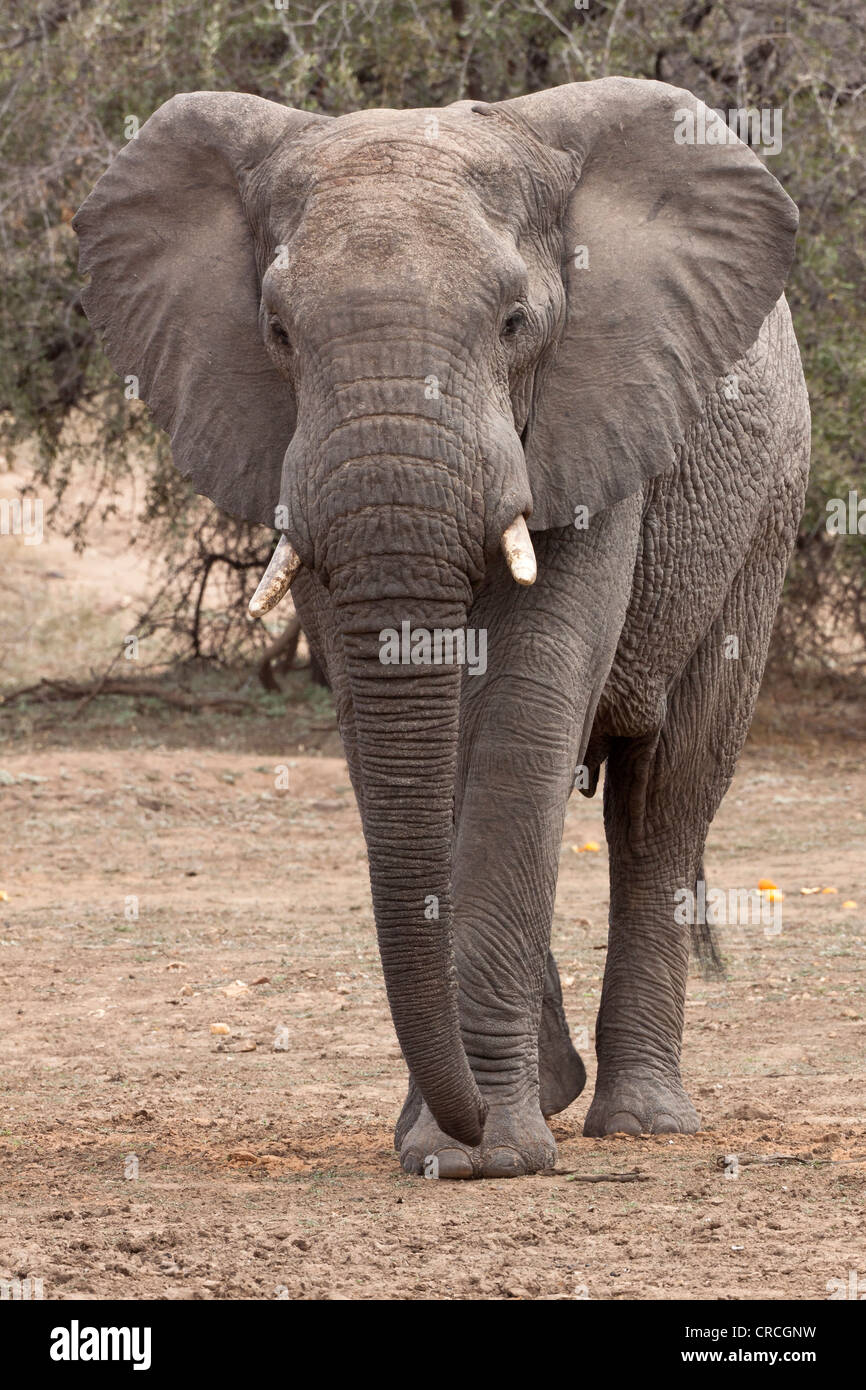Elefant (loxodonta Africana), tshukudu Game Lodge, Hoedspruit, Krüger Nationalpark, Limpopo Provinz, Südafrika Stockfoto