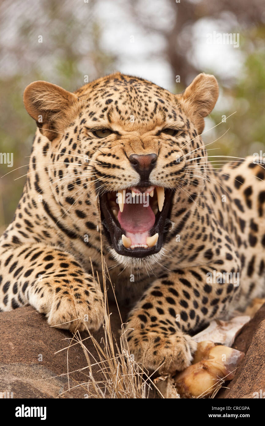 Porträt einer zischen Leopard (panthera pardus), tshukudu Game Lodge, Hoedspruit, Krüger Nationalpark, Limpopo Provinz Stockfoto
