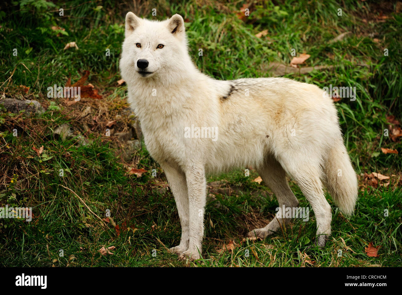 Polar Wolf, White Wolf oder Arctic Wolf (Canis Lupus Arctos) in den Rasen, Kanada auf Wache stehen Stockfoto