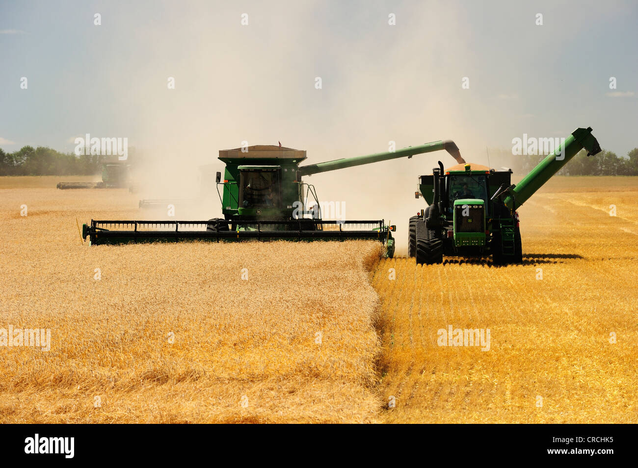 Mähdrescher ernten Getreide, Prairie, Manitoba, Kanada Stockfoto
