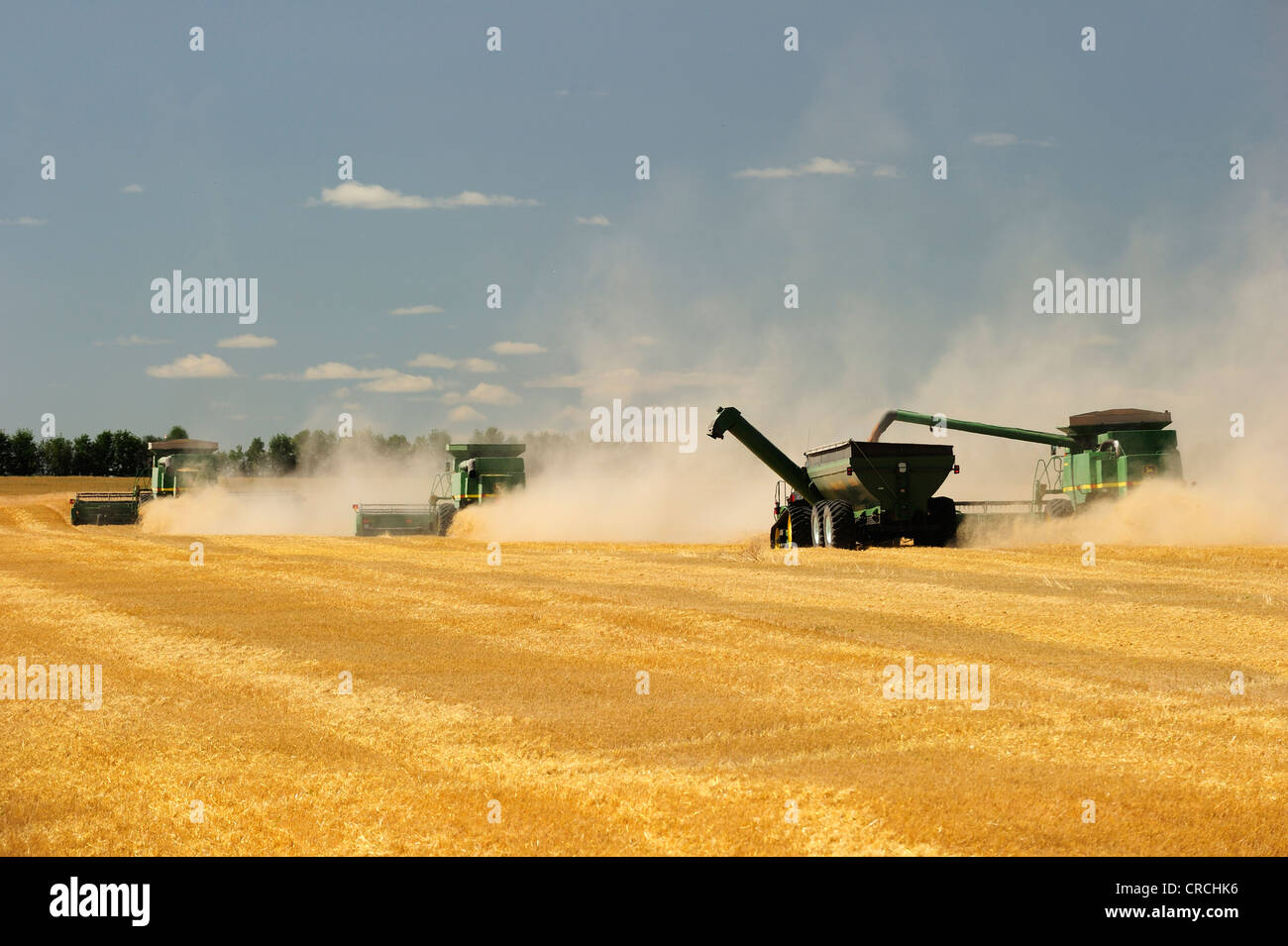 Mähdrescher ernten Getreide, Prairie, Manitoba, Kanada Stockfoto