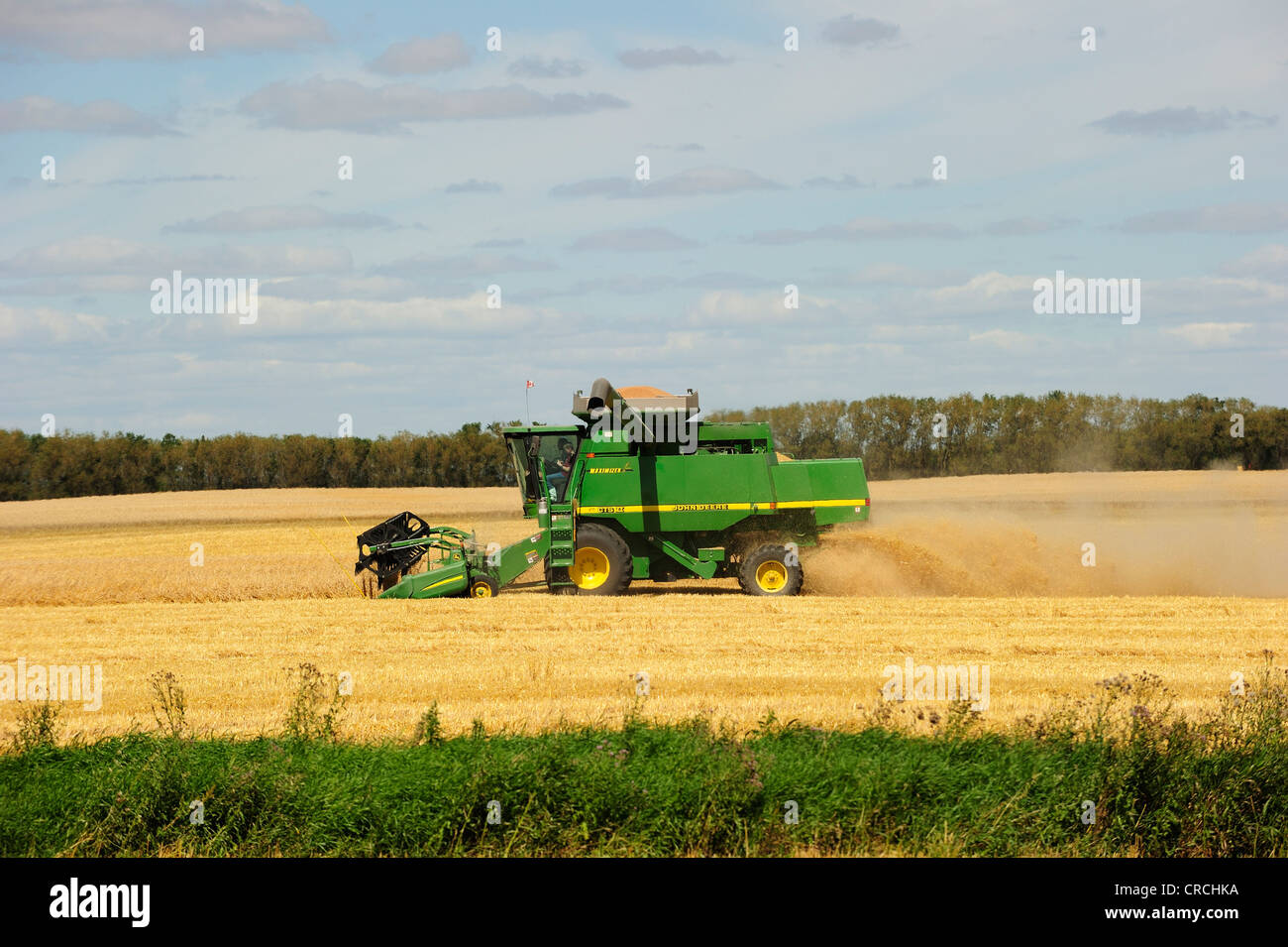 Mähdrescher ernten Getreide, Prairie, Manitoba, Kanada Stockfoto