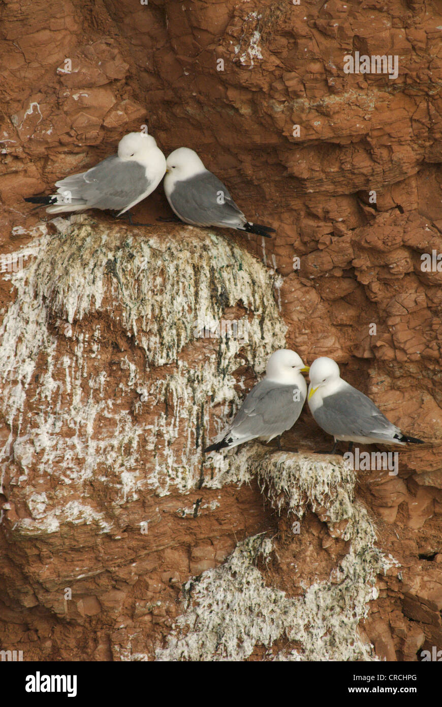 Schwarz-legged Kittiwake (Rissa Tridactyla, Larus Tridactyla), Paare auf Vogelnester, Deutschland, Helgoland Stockfoto