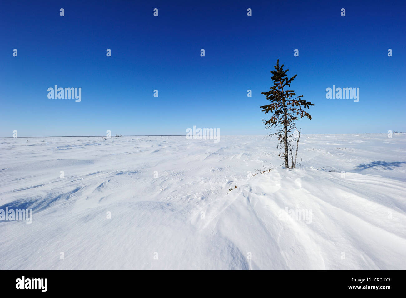Arktische Landschaft, Hudson Bay, Wapusk-Nationalpark, Manitoba, Kanada Stockfoto
