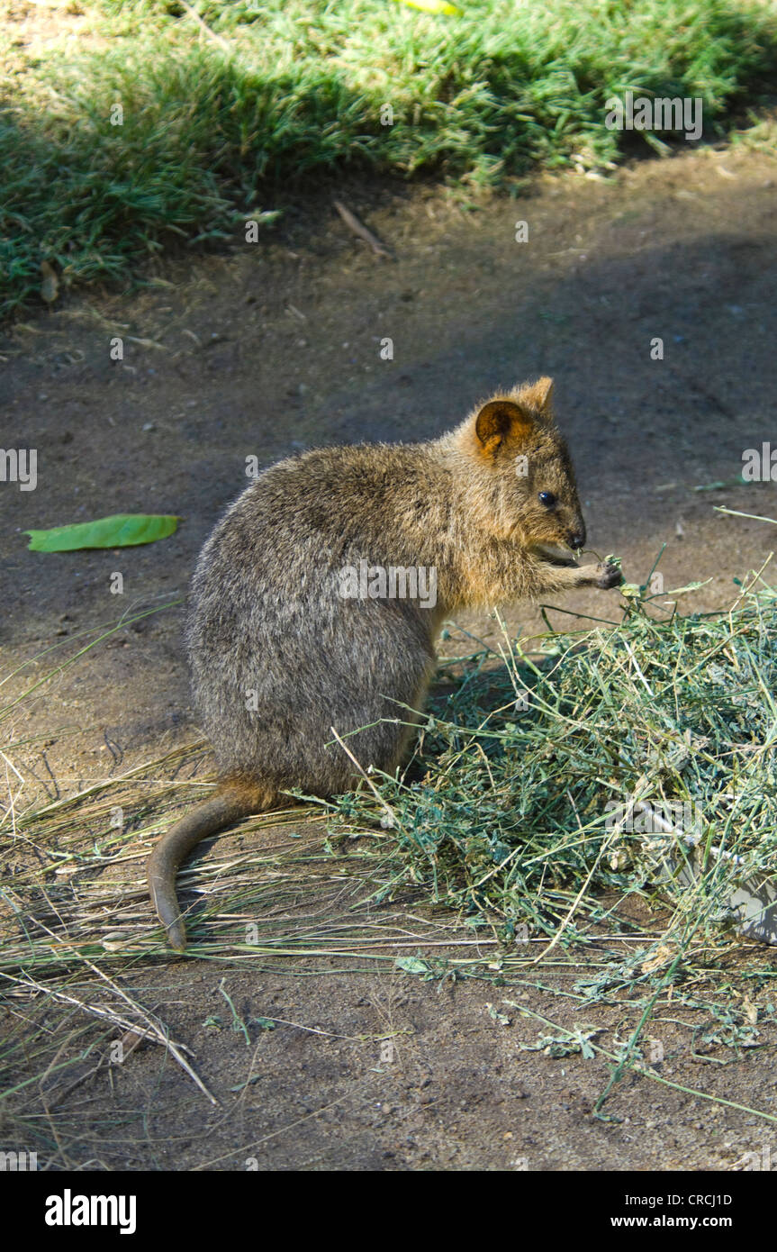 Quokka (Setonix Brachyurus) in Gefangenschaft Stockfoto