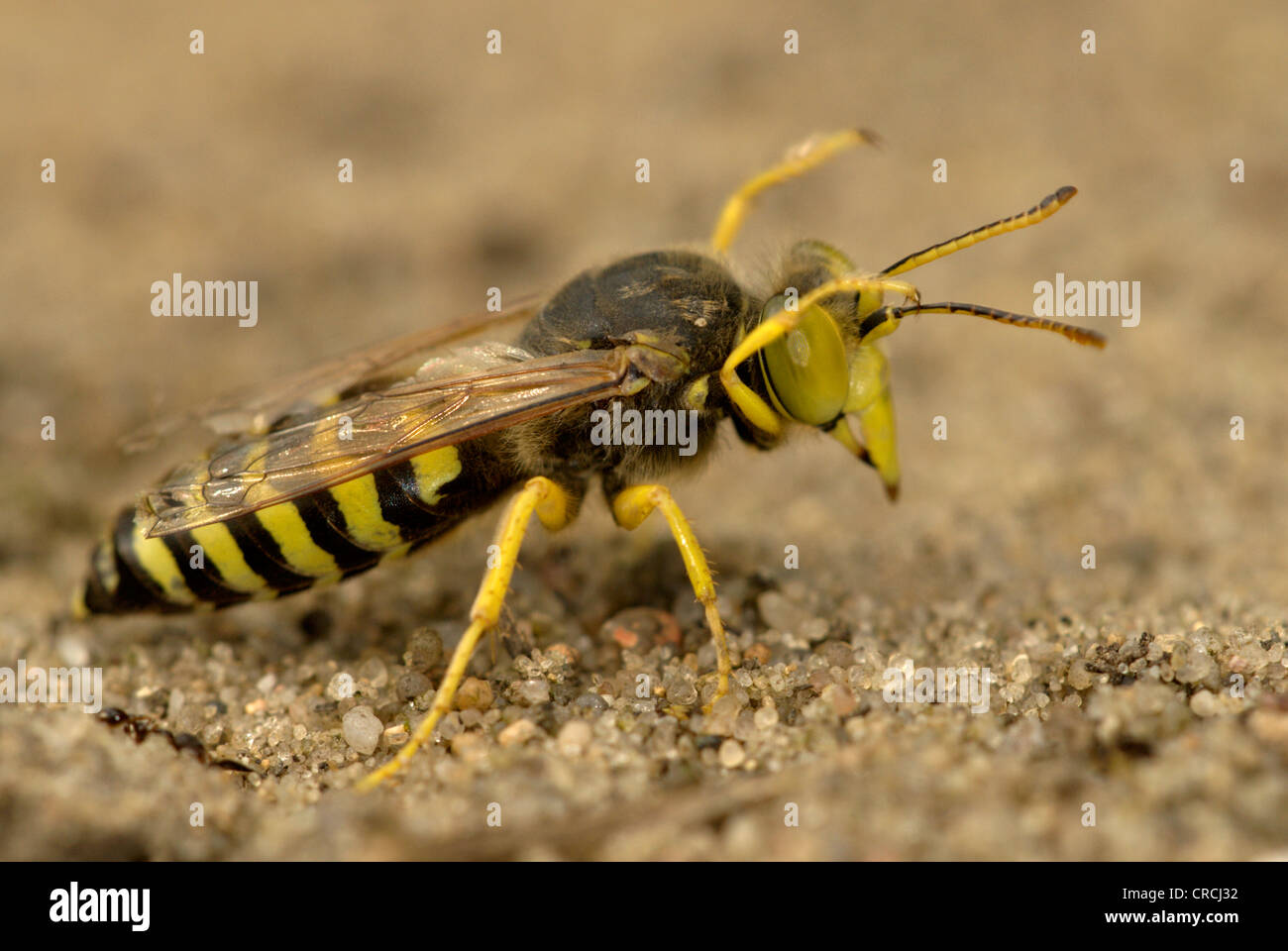 rostrate Bembiks Wespe (Bembiks Rostrata, Epibembix Rostrata), Pflege, Deutschland, Brandenburg Stockfoto